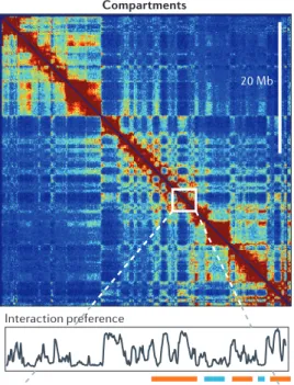 Figure 1. A schematic of chromosome compartments, adapted from [22]. Chromosome com- com-partments, with a characteristic size of order ⇠ 5 Mb, are defined by eigenvector expansion (also known as principal component analysis) of the contact probability map