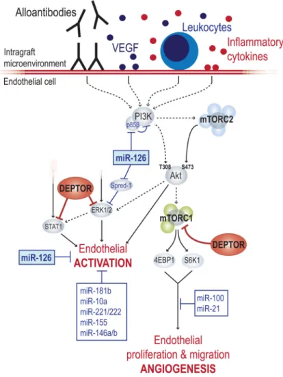 Figure 2. Cartoon illustrating a central role for mTOR signaling in EC in the pathogenesis of  chronic allograft rejection