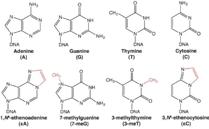 Figure  1.1.  The  damage  of  DNA  bases.  Canonical  DNA  bases  (top)  are  acted  upon  by  a  variety  of endogenous  and  exogenous  sources,  some  of  which  cause  damage