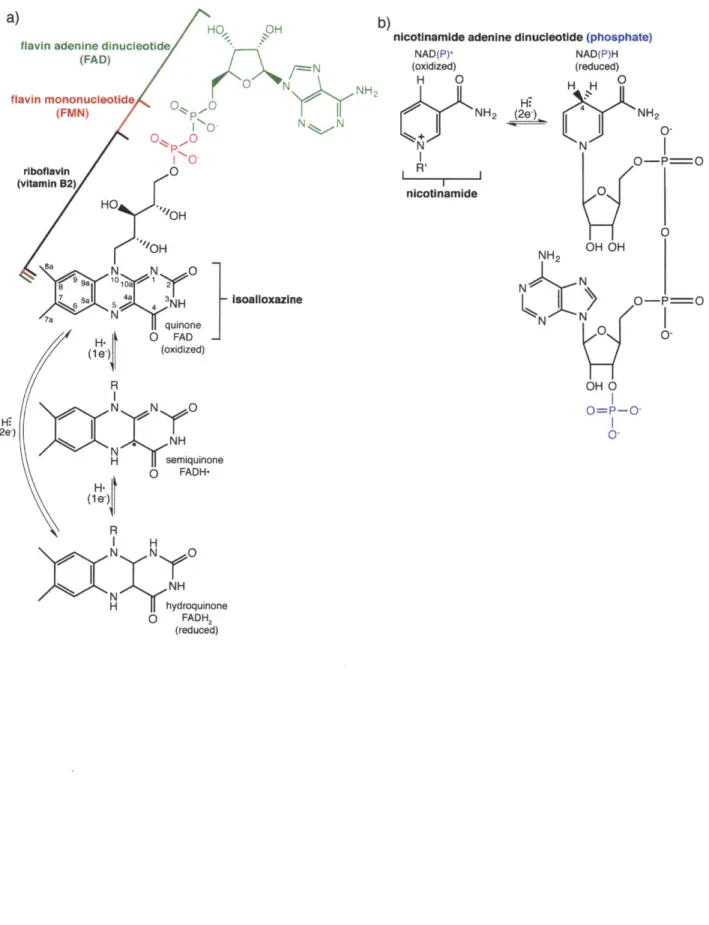 Figure  1.3.  Introduction  to the flavin  and nicotinamide  cofactors.