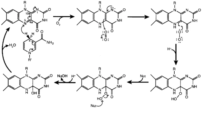 Figure  1.4.  General  mechanism  of flavin-dependent  monooxygenases. R  R 'N N  0  H  N  N N  NH  NANHN N  02N CH  H  :0: N H  H  N  N  0H I  I~ )aN  N 0  ~~HO  .., Nu:J R N  N  oH D:0:  0:0:I-ANu: N I0N 0*z  X N NHHOt  0