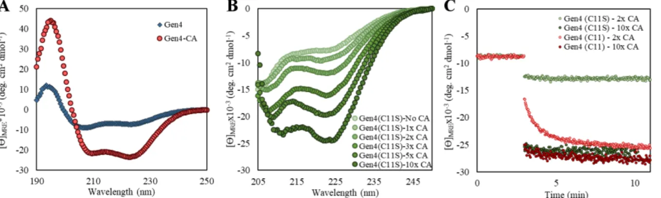 Figure 7. MP01-Gen4 displays CA-mediated structural alterations. (A) CD spectra of MP01-Gen4  and MP01-Gen4-CA at 24 ºC