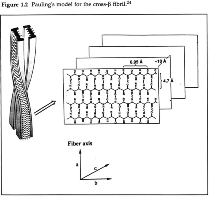 Figure  1.2  Pauling's  model for the  cross-1  fibril. 24