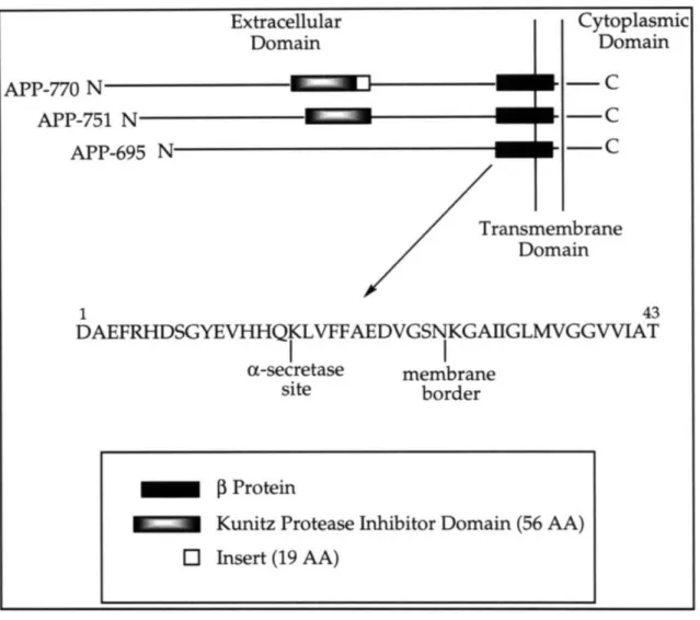 Figure 1.3  Biogenesis  of the  P  protein  as  derived  from  proteolysis  of APP. Cytoplasmic Domain -C -C -C