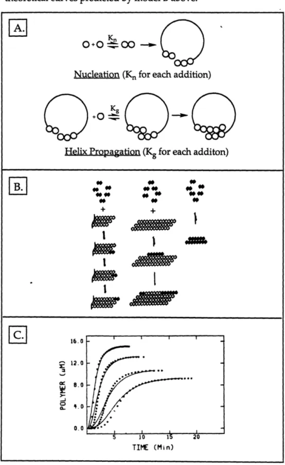 Figure  3.1  Nucleation-dependent  mechanisms  for microtubule formation:  A)  linear  aggregation  followed by loop closure, B)  sheet