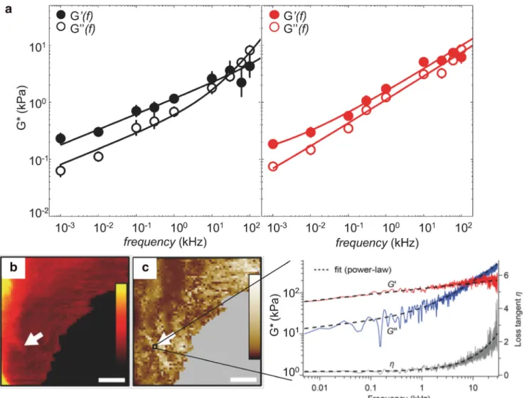 Fig. 3 HS-FS enables to explore the mechanical behaviors of cells over a large range of frequency