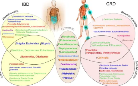 Figure 2 : Similarities and differences regarding gut bacteria between IBD and CRD patients