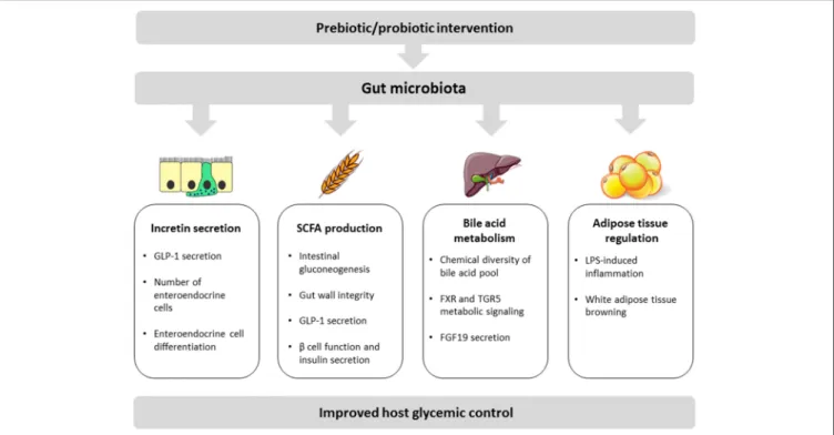 FIGURE 1 | Schematic view of key mechanisms linking the gut microbiota with host glycemic regulation