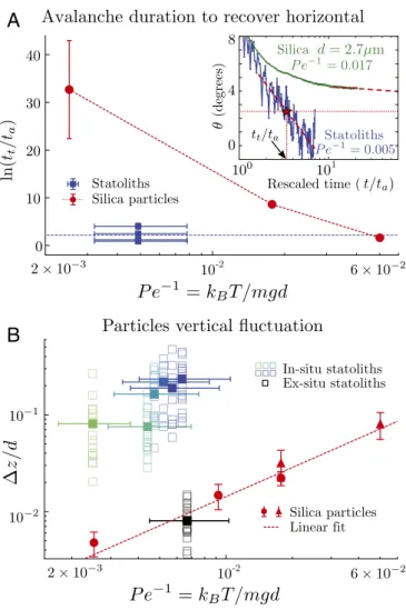 Fig. 4. Comparison between the biological and biomimetic (Brownian) systems. (A) Logarithm of the rescaled duration for the pile to reach an arbitrary small threshold angle of 2.5 ◦ , ln(t t /t a ), vs