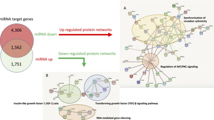 Fig 5. Protein-protein interactions between the 100 predicted most targeted genes, either by the up- or down-regulated miRNAs in left atria from patients suffering from valvular heart disease with or without atrial fibrillation