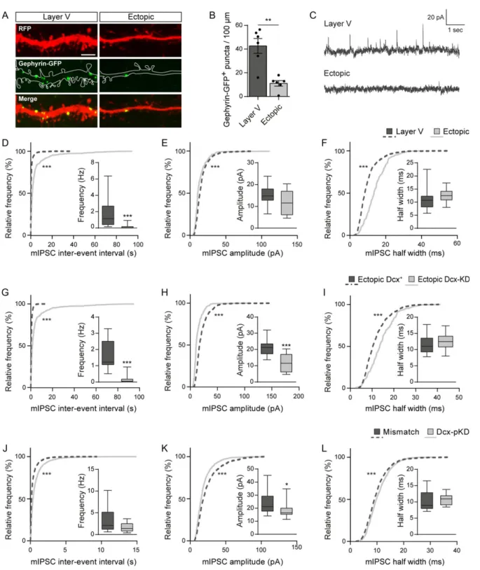 Figure 9. Both laminar positioning and Dcx are important for GABAergic synaptogenesis