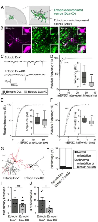 Figure 5. Dcx expression is important for glutamatergic synaptogenesis and dendritic growth
