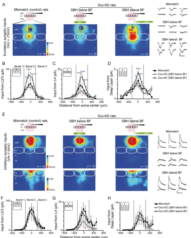 Figure 2. Excitatory and inhibitory synaptic input maps for L2/3 neurons in mismatch and Dcx-KD rats