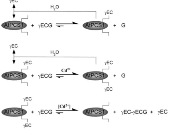 Figure  1 :  Modèle  mécanistique  de  l’acylation  multiple  de  AtPCS1,  avec  génération  concomitante de  glycine  libre,  γ -Glu-Cys  et  PC 2 