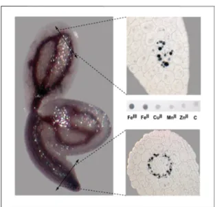 Figure 6 : Dans l’embryon d’Arabidopsis, le fer est localisé dans les vacuoles  de  l’endoderme