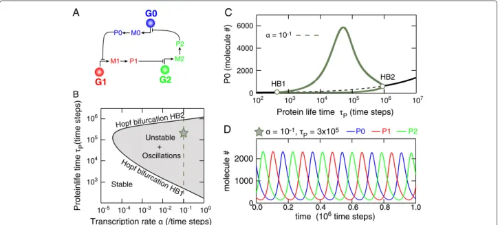 Figure 1 Mass action kinetics predict that 3-gene repression-based transcriptional circuits are generic oscillators
