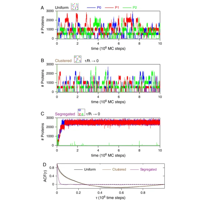 Figure 3A shows the time courses of the three protein types during a typical simulation of the individual-based stochastic model with uniform gene configuration in 2D.