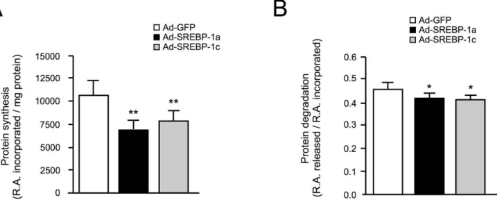 Figure 1. SREBP1s decrease protein synthesis and degradation in human primary myotubes