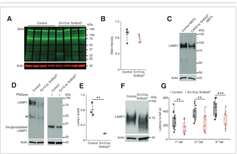 Figure 1. Deletion of Srd5a3 in the cerebellum impairs protein N-glycosylation and motor function