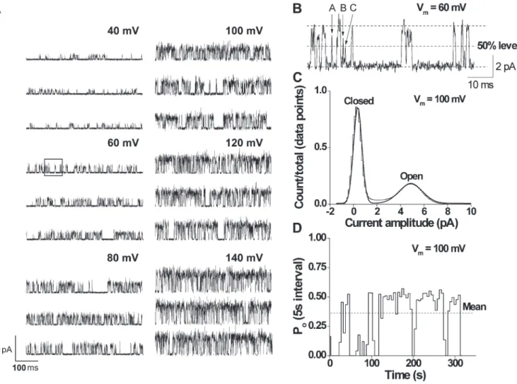 Fig. 1 A shows currents through a representative sin- sin-gle TRPM8 channel for membrane potentials ranging  from 40 to 140 mV