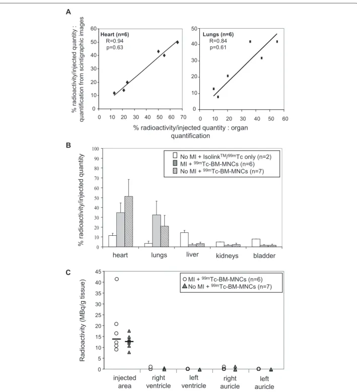 Figure 3.  99m Tc-BM-MNC biodistribution after intracoronary injection in animals with or without myocardial infarction