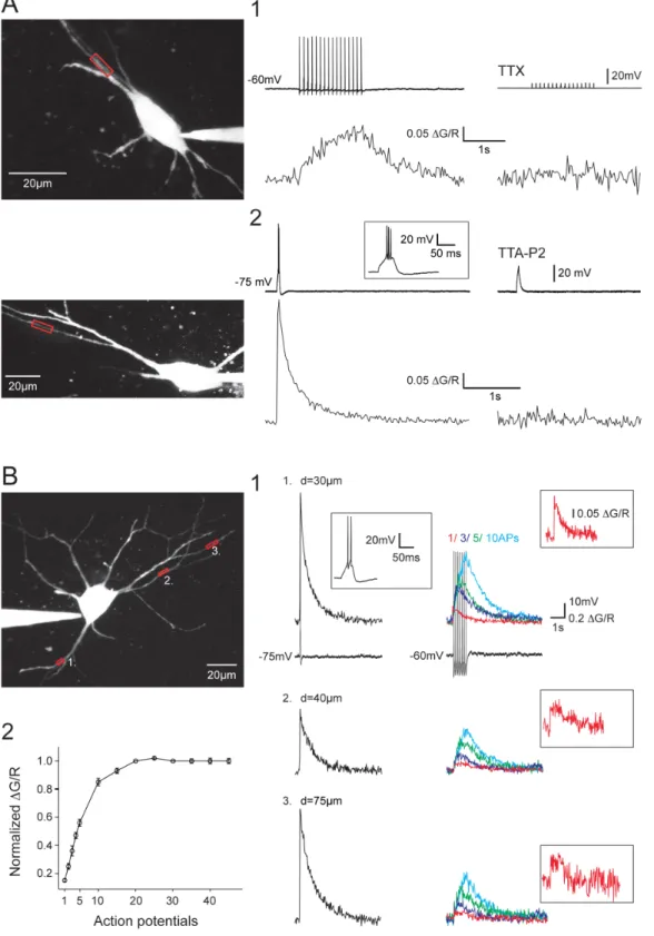 Figure 1. Dendritic Ca 2+ responses evoked by tonic APs or LTS in NRT neurons. A1. Dendritic DCa 2+ triggered by somatically evoked train of 15 APs at 10 Hz (top record)