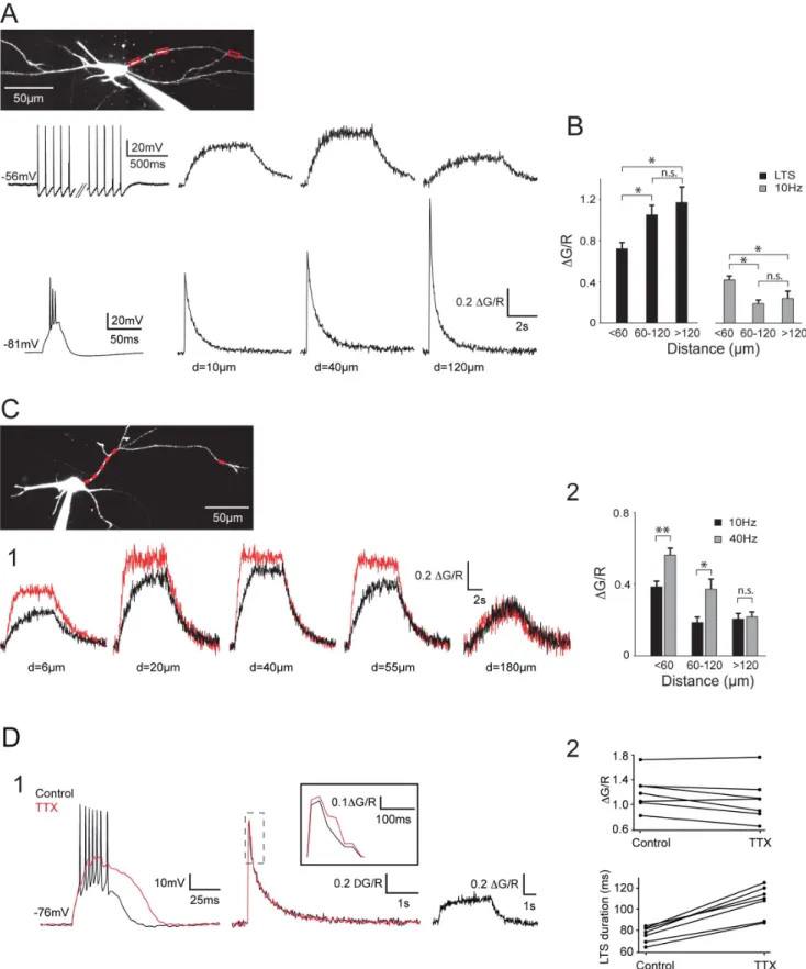 Figure 2. Back-propagating APs produce robust DCa 2+ in distal dendrites of the NRT neurons