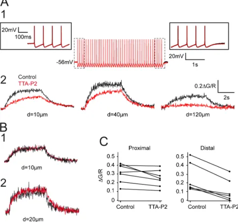 Figure 3. Contribution of T-type current to AP back-propagation. A. APs (A1) and associated dendritic DCa 2+ (A2) recorded in control condition and after TTA-P2 application (3 mM)