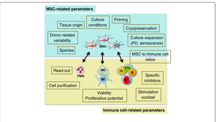 Figure 1 Critical parameters for assessment of mesenchymal stromal cell immunomodulatory potential