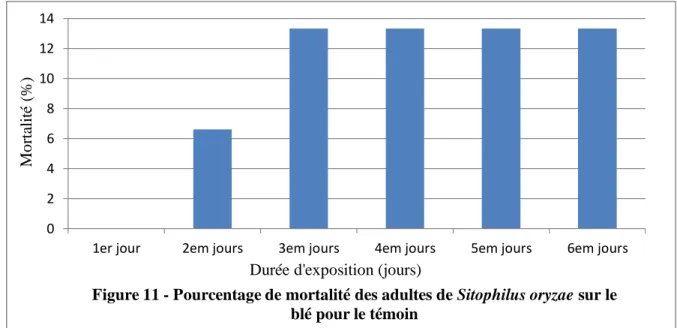 Figure 11 - Pourcentage de mortalité des adultes de Sitophilus oryzae sur le  blé pour le témoin  