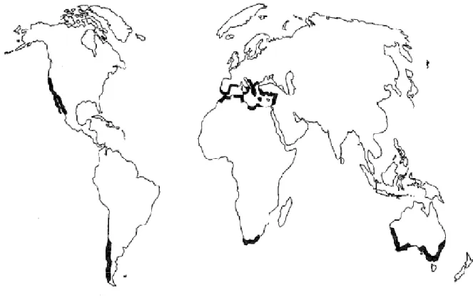 Figure 01 : Centre d’origine et distribution du caroubier dans le monde(Batlle et al, 1997)  En  Algérie,  le  caroubier  est  fréquemment  cultivé  dans  l’Atlas  Saharien  et  il  est  commun  dans  le  tell  (Quezel  et  santa.,  1963)
