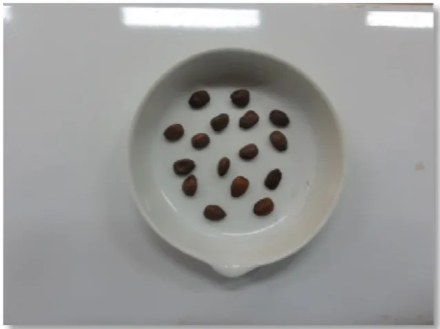Figure 05 : les grains de la caroube  Utilisation du caroubier : 