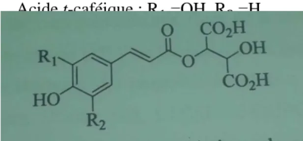 Figure 8 : Structure chimiques de quelques dérivés de l’ester hydroxycinnamique  -  Les stilbènes 