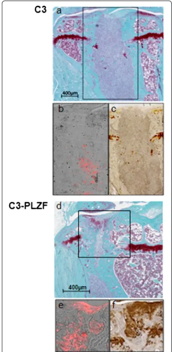 Figure 6 C3-PLZF cell injection leads to cartilage and bone formation in an osteoarticular defect model in SCID mice