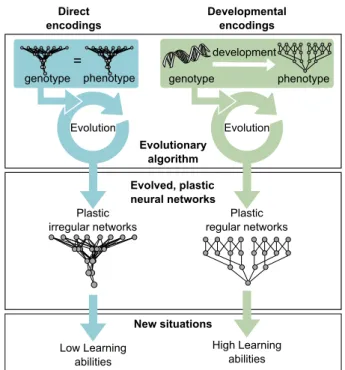 Fig. 1. Main hypothesis. Using developmental encodings should facil- facil-itate the evolution of plastic ANNs with high learning abilities.