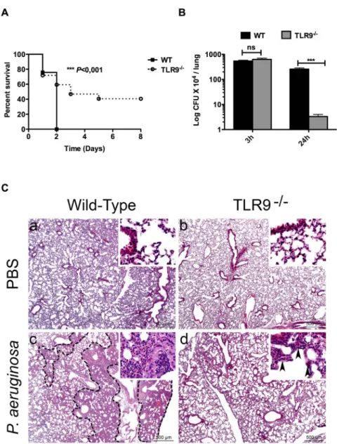 Figure 2. Resistance of TLR9 -/- mice to lethal lung infection by P. aeruginosa . (A) groups of WT and TLR9 -/- female mice (n = 10 in each group), were inoculated intranasally with P