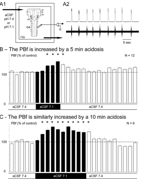 Figure 1. Acidosis increases the phrenic burst frequency of en bloc medullary preparations