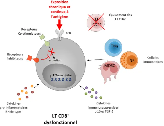 Figure 4 : Mécanismes induisant l'épuisement des lymphocytes T CD8 + 