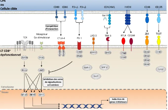 Figure 6 : Les récepteurs inhibiteurs 