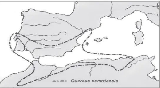 Figure 1 : Répartition de Q.  canariensis dans le bassin méditerranéen (QUEZEL et BONIN, 1980)