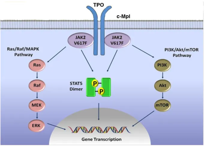 Figure 3: TPO-induced signaling pathways in megakaryopoiesis 