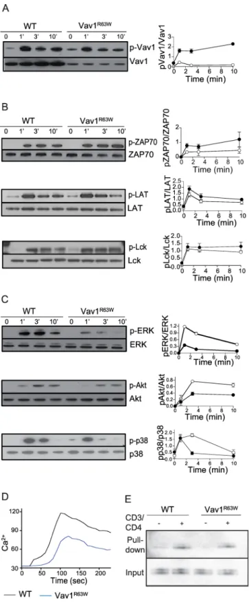 Fig 5. Impact of the Vav1 R63W mutation on Vav1 expression, functions and TCR signaling.