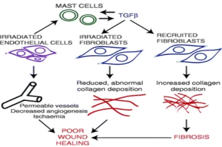 Figure 6: Cellular components involved in radiation induced poor wound healing.