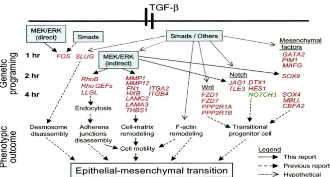 Figure 13: Signaling modules and genetic programs underlying EMTs induced by TGF-β.