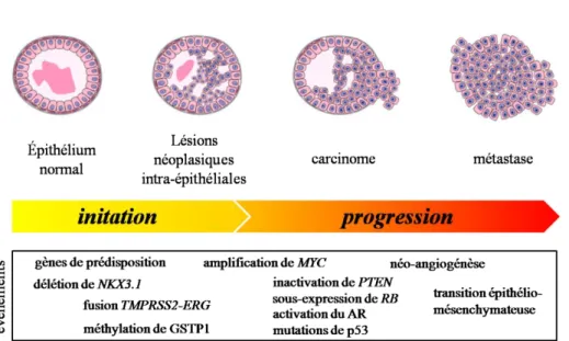 Figure 3 : Evénements impliqués dans la progression tumorale du CaP. Adapté de Shen 2010