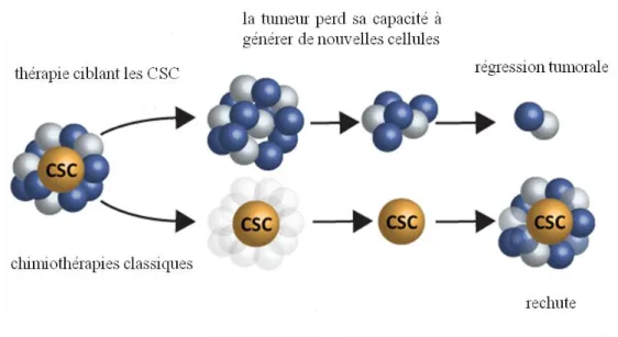 Figure 9 : Les CSC dans la résistance à la chimiothérapie. Source MacroGenics. 