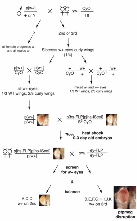Figure 3.4.  Genetics of generating a targetedptpmeg disruption.  All relevant crosses  after the generation of pTV2-MegISceI transformants are shown