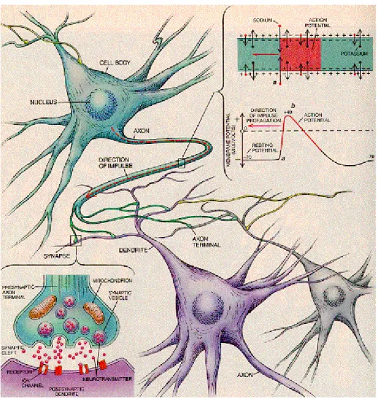 Figure 6 : Modèle de neurone biologique. Notion de connectivité par schéma qui peut montrer l’effet de  relais d’un signal transmis d’un neurone à un autre via axone et dendrites