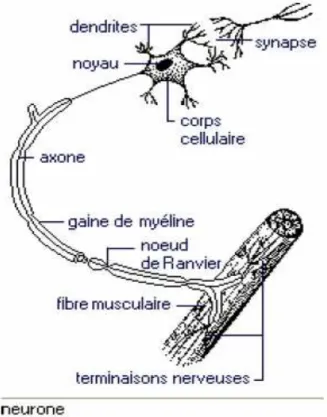 Figure 7 : cellule nerveuse 