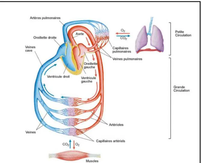 Figure 12: Circulation artérielle et veineuse 